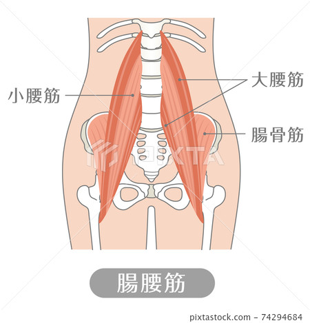 人體I魚（腰肌） 74294684