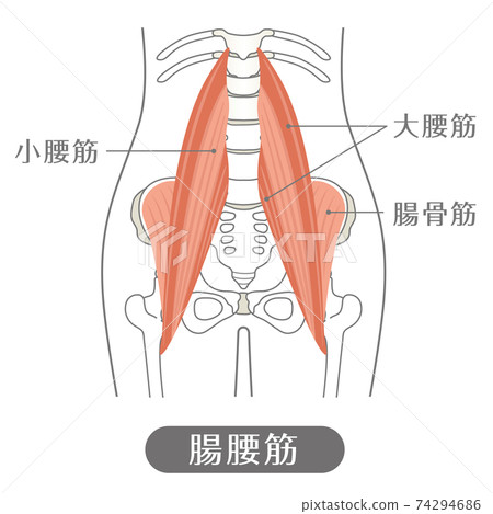 人體I魚（腰肌） 74294686