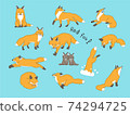 Various poses of the red fox 74294725