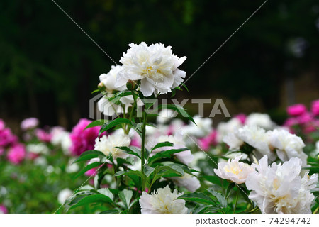 石初花盛開在初夏的千葉公園 照片素材 圖片 圖庫