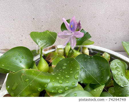 Hotal grass flowers Hotal grass flowers 74294749