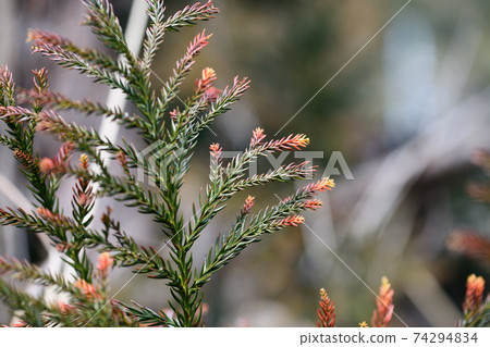 褪色的雪松葉 74294834