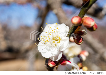 Iwamoto Yama Park的白梅 74294898