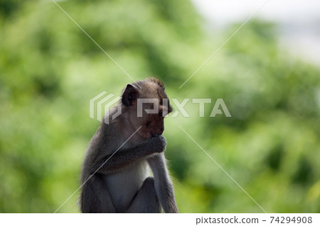 Cute monkey 74294908