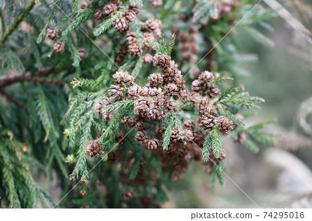 Sugi cones and sprouts 74295016