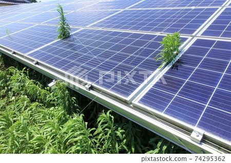 Solar power plant covered with weeds and adversely affecting power generation Solar power plant covered with weeds and adversely affecting power generation 74295362