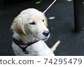 Puppy golden retriever 74295479