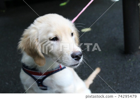 Puppy golden retriever Puppy golden retriever 74295479