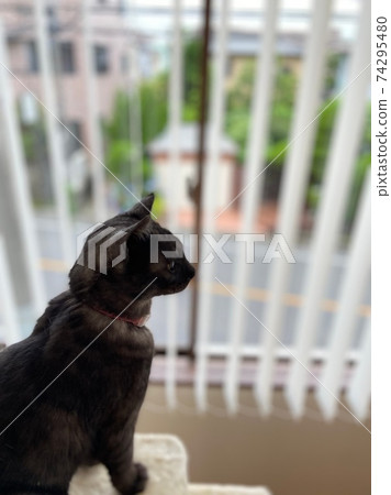 貓在窗戶上 74295480