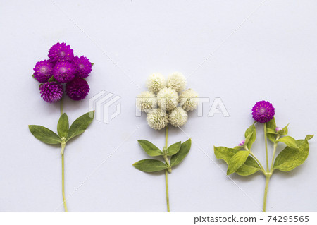 purple and white flower globe amaranth local floral purple and white flower globe amaranth local floral 74295565