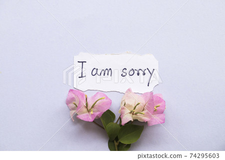 i am sorry message card with pink flower bougainvillea  74295603