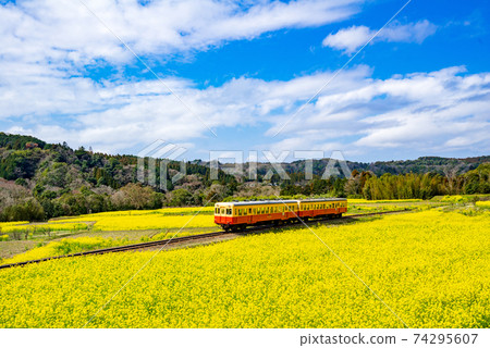 小湊鐵道和油菜花 74295607
