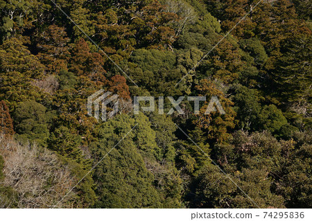 深山林 深山林 74295836