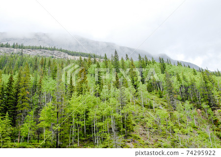 Spring Canadian Rockies Miette Road (Road to Miette Hot Springs) Scenery (Jasper, Canada) Spring Canadian Rockies Miette Road (Road to Miette Hot Springs) Scenery (Jasper, Canada) 74295922