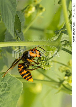 鈴木蜂 鈴木蜂 74296160