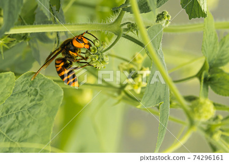 鈴木蜂 鈴木蜂 74296161