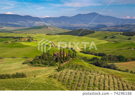 Beautiful olive plantation and rural scenery in Tuscany, Italy 74296186