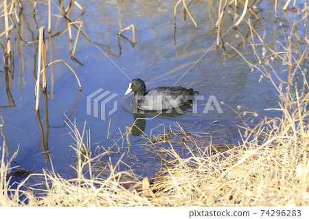 Coot looking for food 74296283