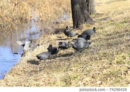 A flock of coots looking for food A flock of coots looking for food 74296426