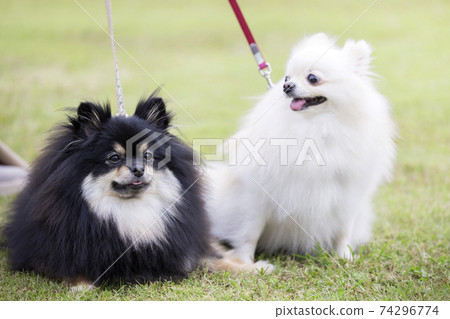 Two pomeranians hot sale