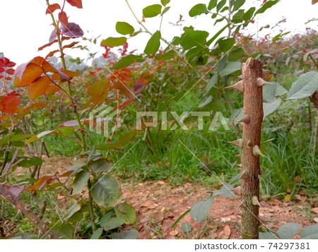 thorn and leaf of rose om firm 74297381