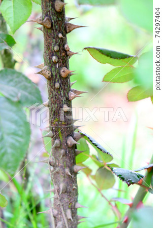 thorn and leaf of rose om firm 74297404