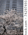 Cherry trees in full bloom that decorate the skyscrapers of Tokyo 74297493