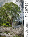 Cherry trees in full bloom that decorate the skyscrapers of Tokyo 74297494