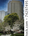 Cherry trees in full bloom that decorate the skyscrapers of Tokyo 74297495