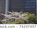 Cherry trees in full bloom that decorate the skyscrapers of Tokyo 74297497