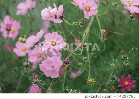 秋天的櫻桃樹 秋天的櫻桃樹 74297765