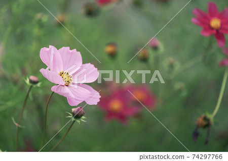 秋天的櫻桃樹 秋天的櫻桃樹 74297766