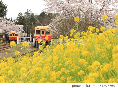 上下火車在Satomi站台上相互交叉,那裡盛滿了油菜花和櫻花。 上下火車在Satomi站台上相互交叉,那裡盛滿了油菜花和櫻花。 74297769