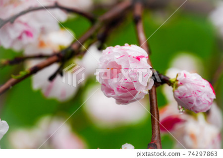 Flower peach 74297863
