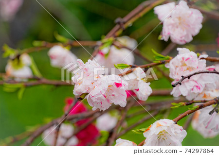 Flower peach Flower peach 74297864