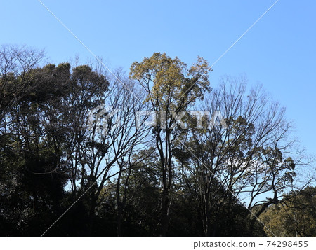 胜新中央公園公園的冬景 胜新中央公園公園的冬景 74298455