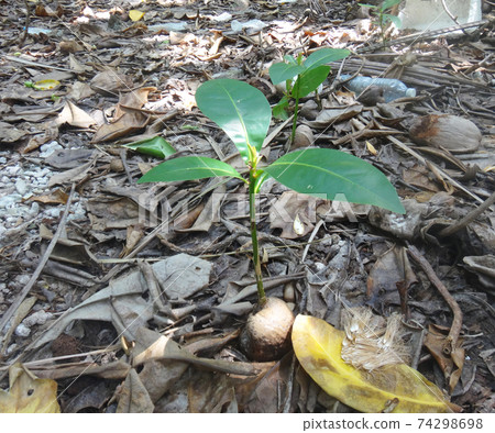 coconut sprout in the tropics 74298698