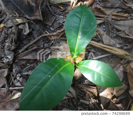 coconut sprout in the tropics 74298699
