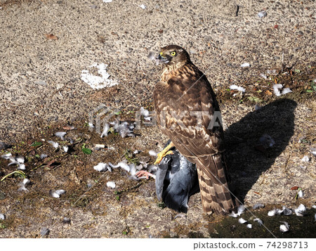 Predation of young goshawks in a city park Predation of young goshawks in a city park 74298713
