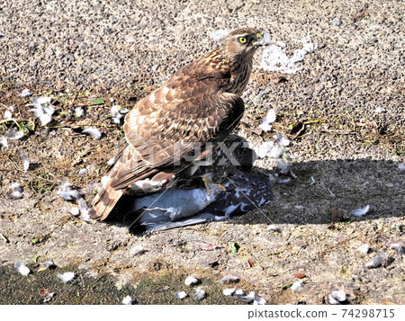 Predation of young goshawks in a city park Predation of young goshawks in a city park 74298715
