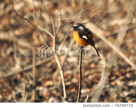 公園裡的達里安·雷德斯塔克(Daurian Redstart) 公園裡的達里安·雷德斯塔克(Daurian Redstart) 74298719