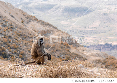 chacma baboon, Ethiopia, Africa wildlife 74298832