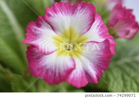 Primula Polyansa Primula Polyansa 74299071