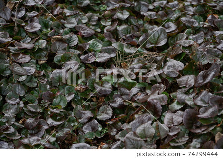 靜岡縣前黑星山,一群流蘇星系 靜岡縣前黑星山,一群流蘇星系 74299444