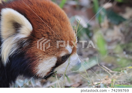 raccoon raccoon 74299769