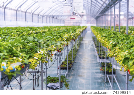 Highly cultivated strawberry picking 74299814