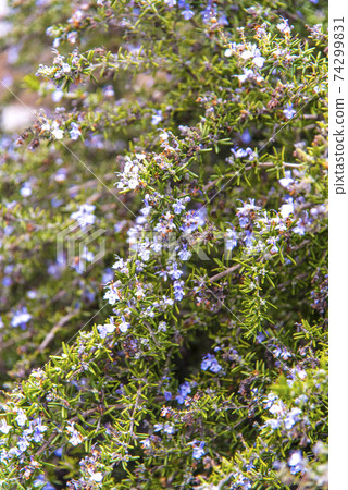 Flowering rosemary Flowering rosemary 74299831
