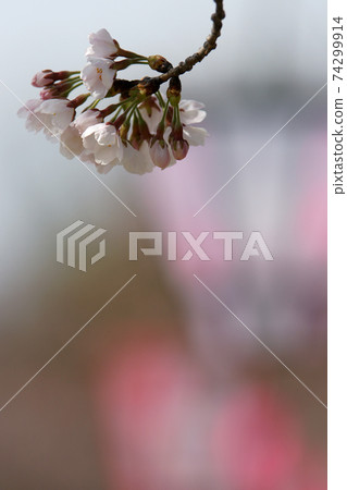 Tottori Four season walk Spring Garden of cherry blossoms 74299914