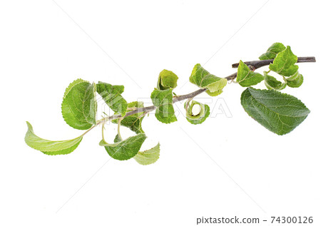 Apple tree twigs with diseased leaves. Photo Apple tree twigs with diseased leaves. Photo 74300126