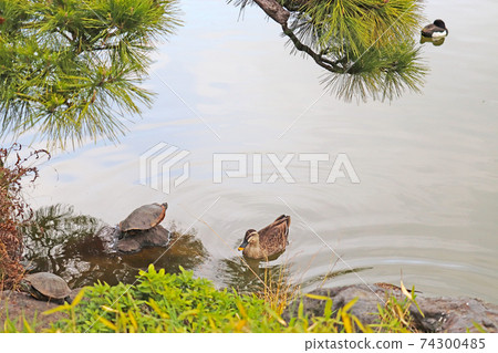 Red-eared slider on a rock and spot-billed duck swimming in a pond [Kiyosumi Garden] 74300485